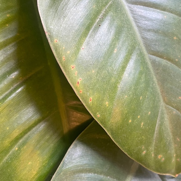 Meet your Posher, ZW - Picture 1 of 1